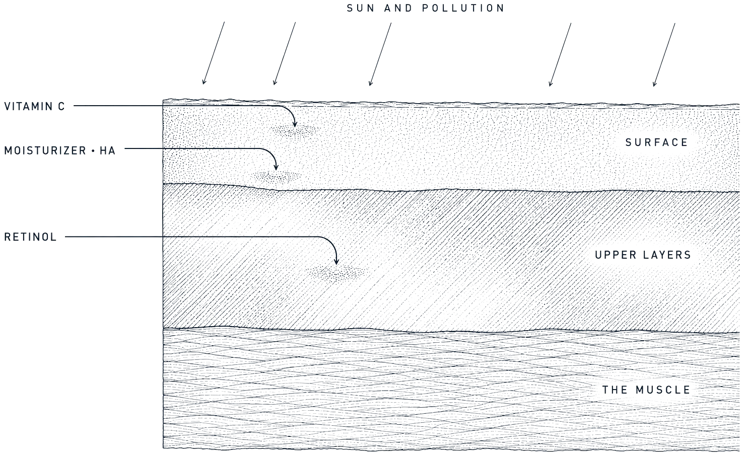Cross section of skin showing surface, upper layers and the muscle, with vitamin C, moisturizer and retinol reaching only the top two layers